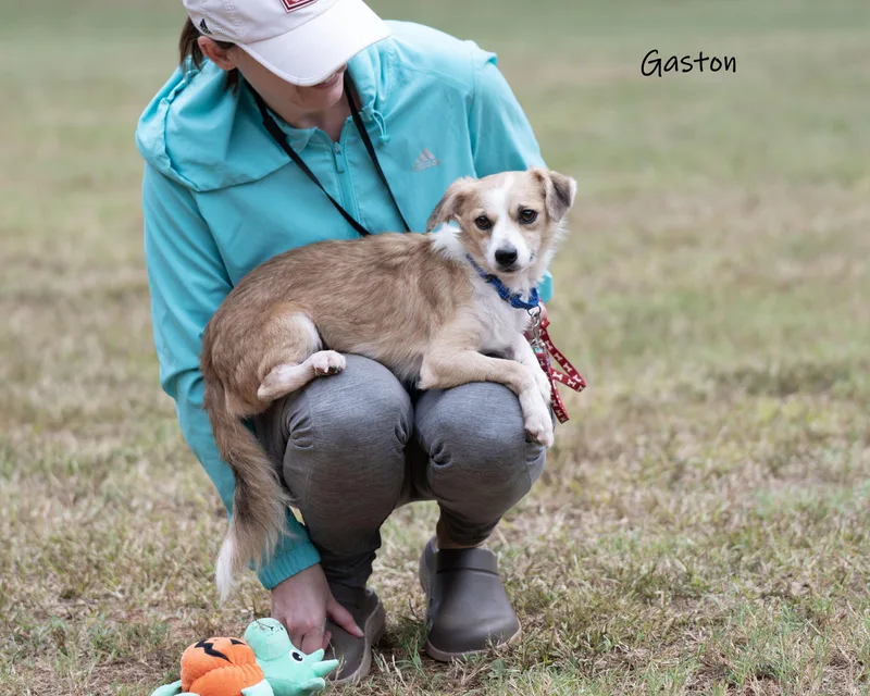 Gaston thumbnail 6