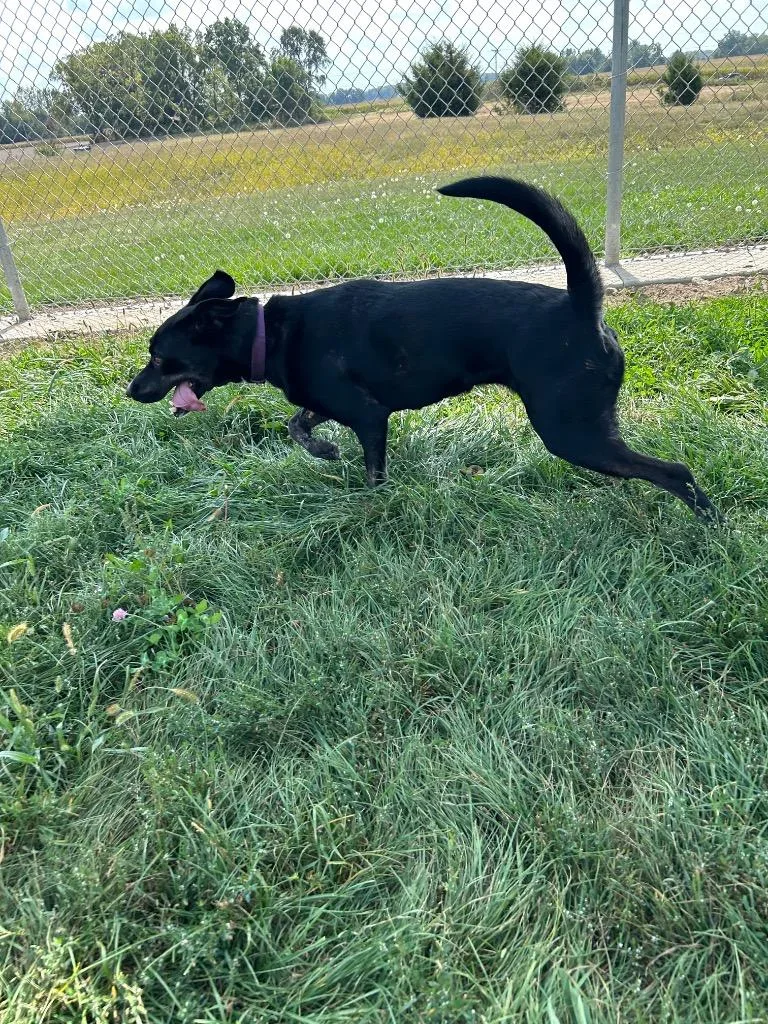 A young medium-sized female Shepherd dog named Molly Long Term for adoption in Pierceton, IN