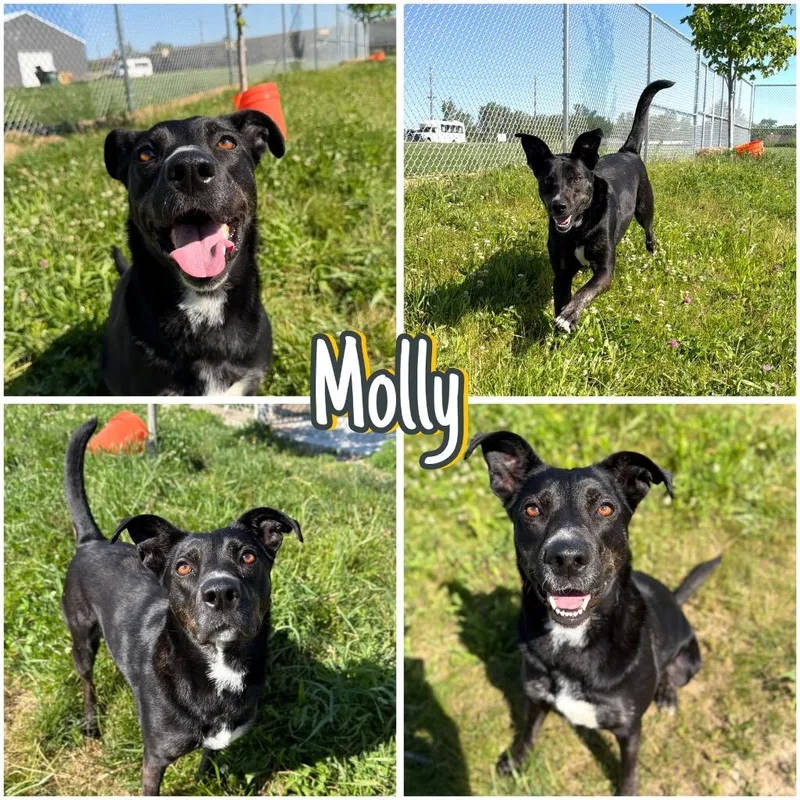 Molly  Long Term thumbnail 2