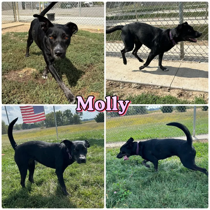 Molly  Long Term thumbnail 5
