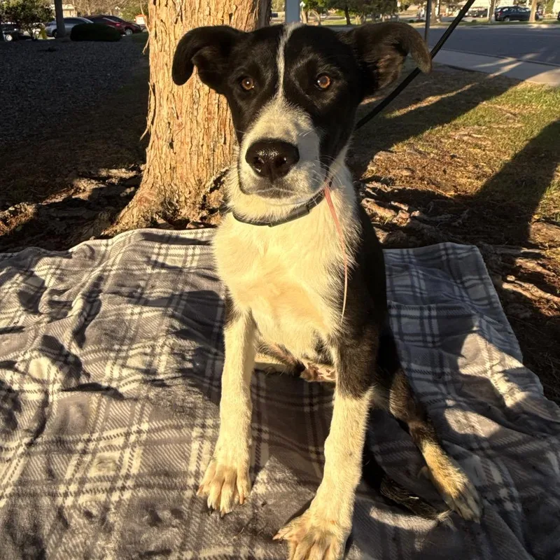 A baby medium-sized male Australian Cattle Dog / Blue Heeler dog named Spencer for adoption in Parker, CO