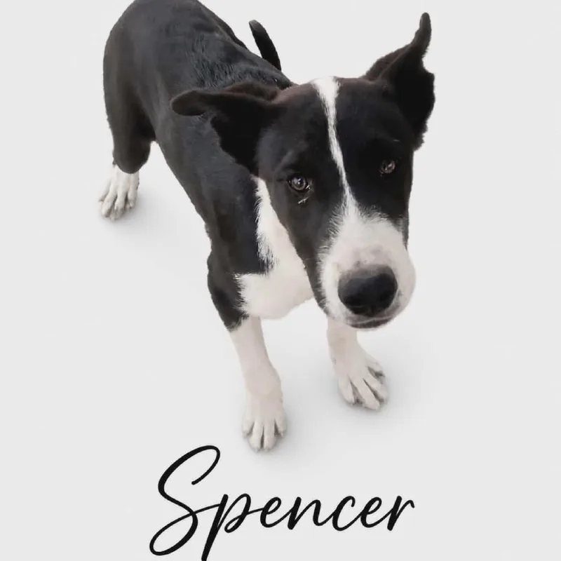 Spencer thumbnail 3