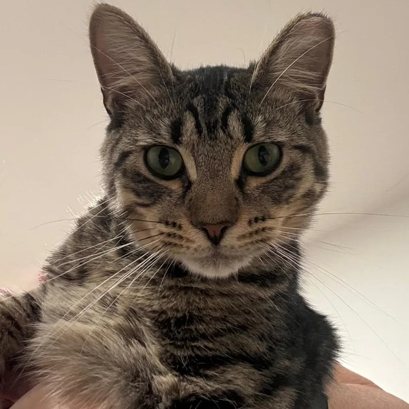 A young medium-sized male Gray / Blue / Silver Domestic Short Hair cat named Mikey for adoption in Boston, MA