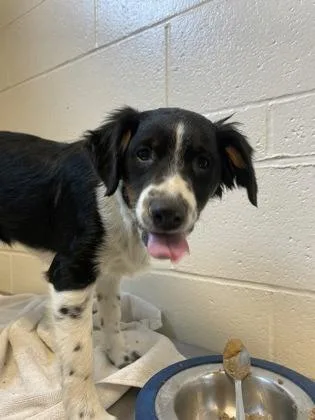 A baby medium-sized male Tricolor (Brown, Black, & White) Australian Shepherd dog named Dewey for adoption in Sacramento, CA