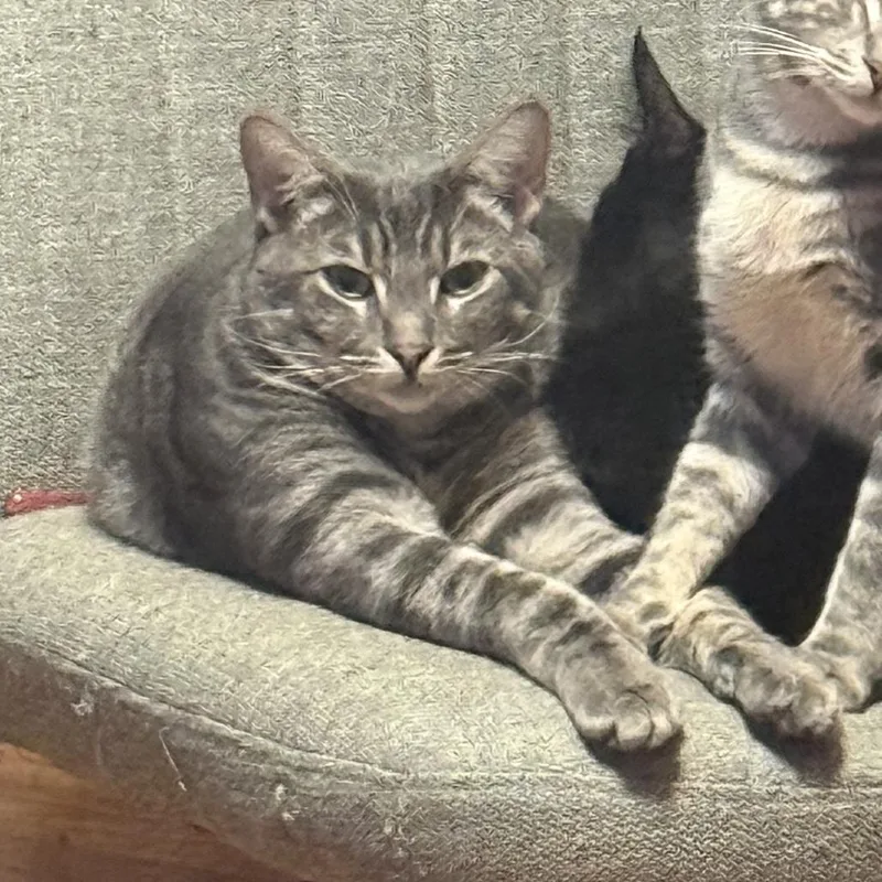 A young small-sized male Gray / Blue / Silver Domestic Short Hair cat named Kleo for adoption in Long Beach, CA