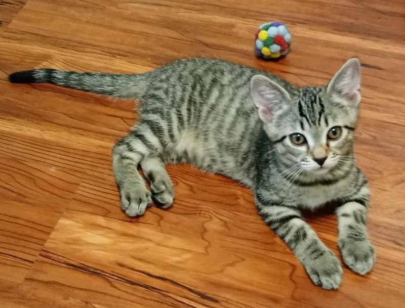 A baby medium-sized male Tabby cat named Zanzibar for adoption in Grand Junction, CO