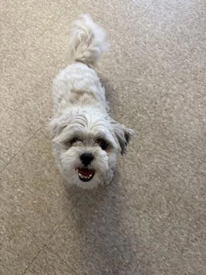An adult small-sized male Shih Tzu dog named Rudy for adoption in St. Anne, IL
