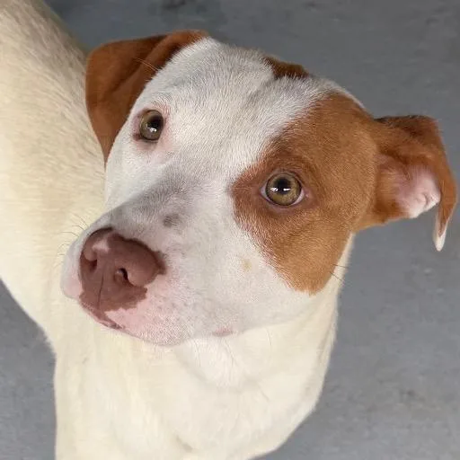 A young medium-sized male White / Cream Mixed Breed dog named Lorax for adoption in Blairsville, GA