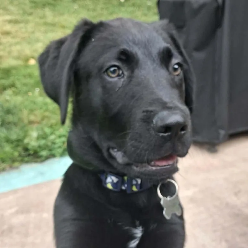 A baby medium-sized male Black Great Dane dog named Benson for adoption in Falls Church, VA