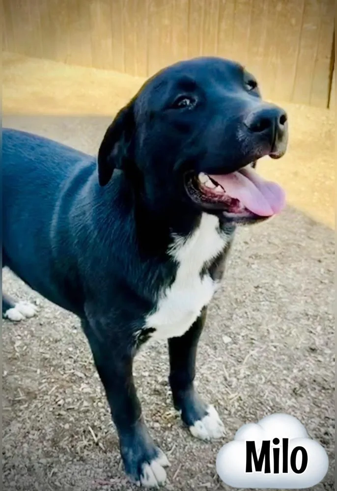 A young large-sized male Labrador Retriever dog named Buck for adoption in Tulsa, OK