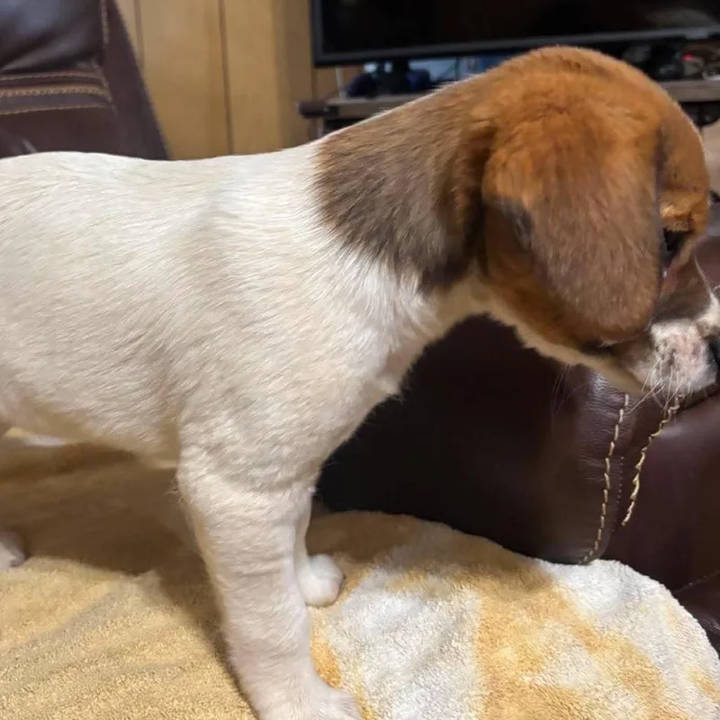 A baby small-sized female White / Cream Beagle dog named Peppermint Patty for adoption in Fairfax Station, VA