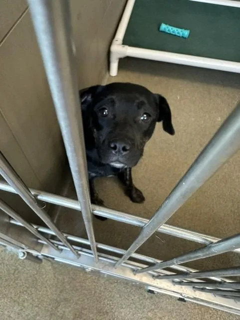A baby medium-sized female Mixed Breed dog named Coke for adoption in Rome, GA