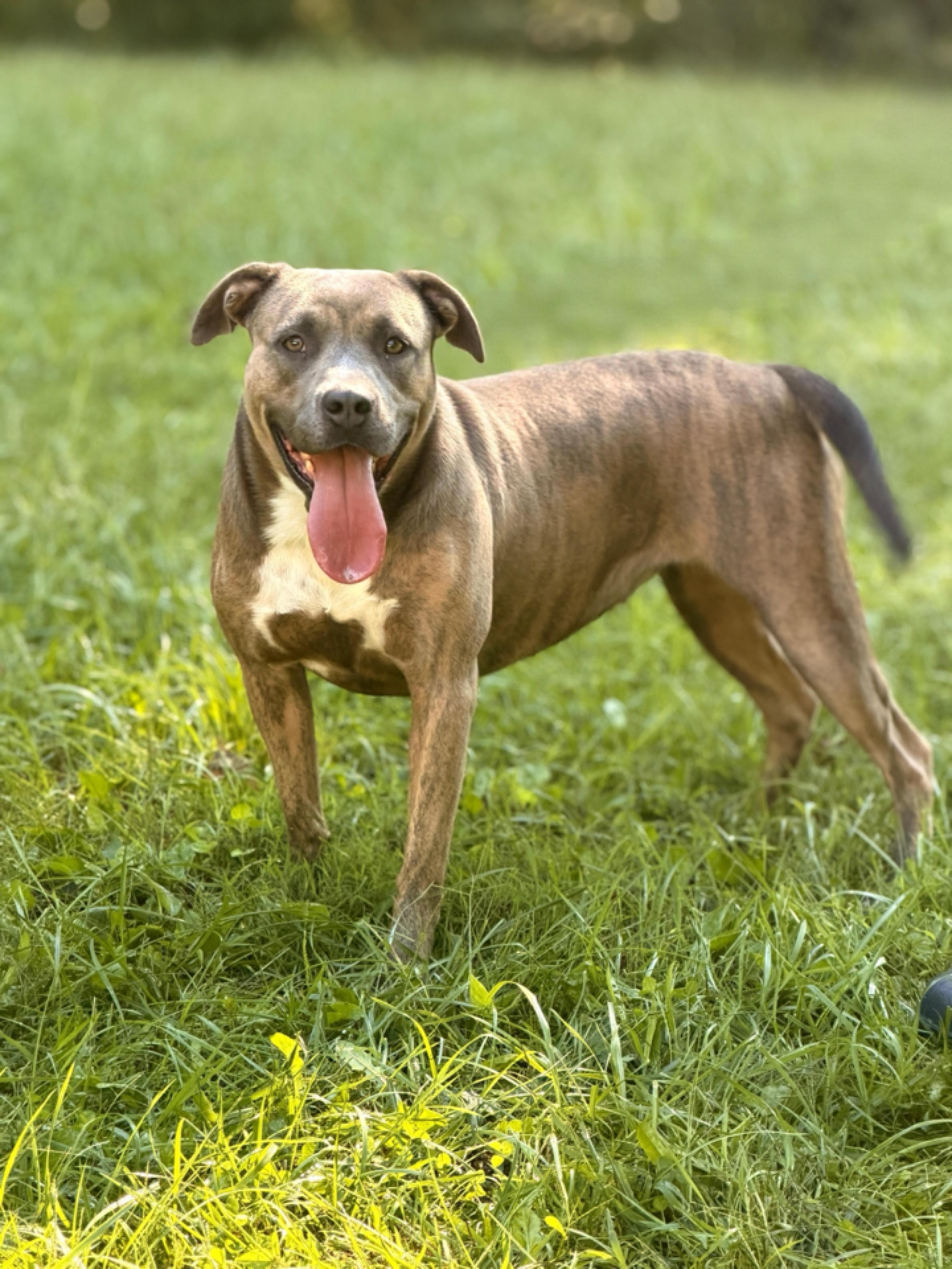 A young medium-sized female American Staffordshire Terrier dog named Brookie for adoption in Gradyville, KY