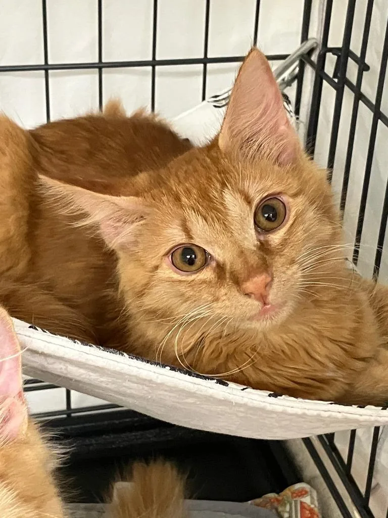 A baby medium-sized male Domestic Medium Hair cat named Fred for adoption in Lunenburg, MA