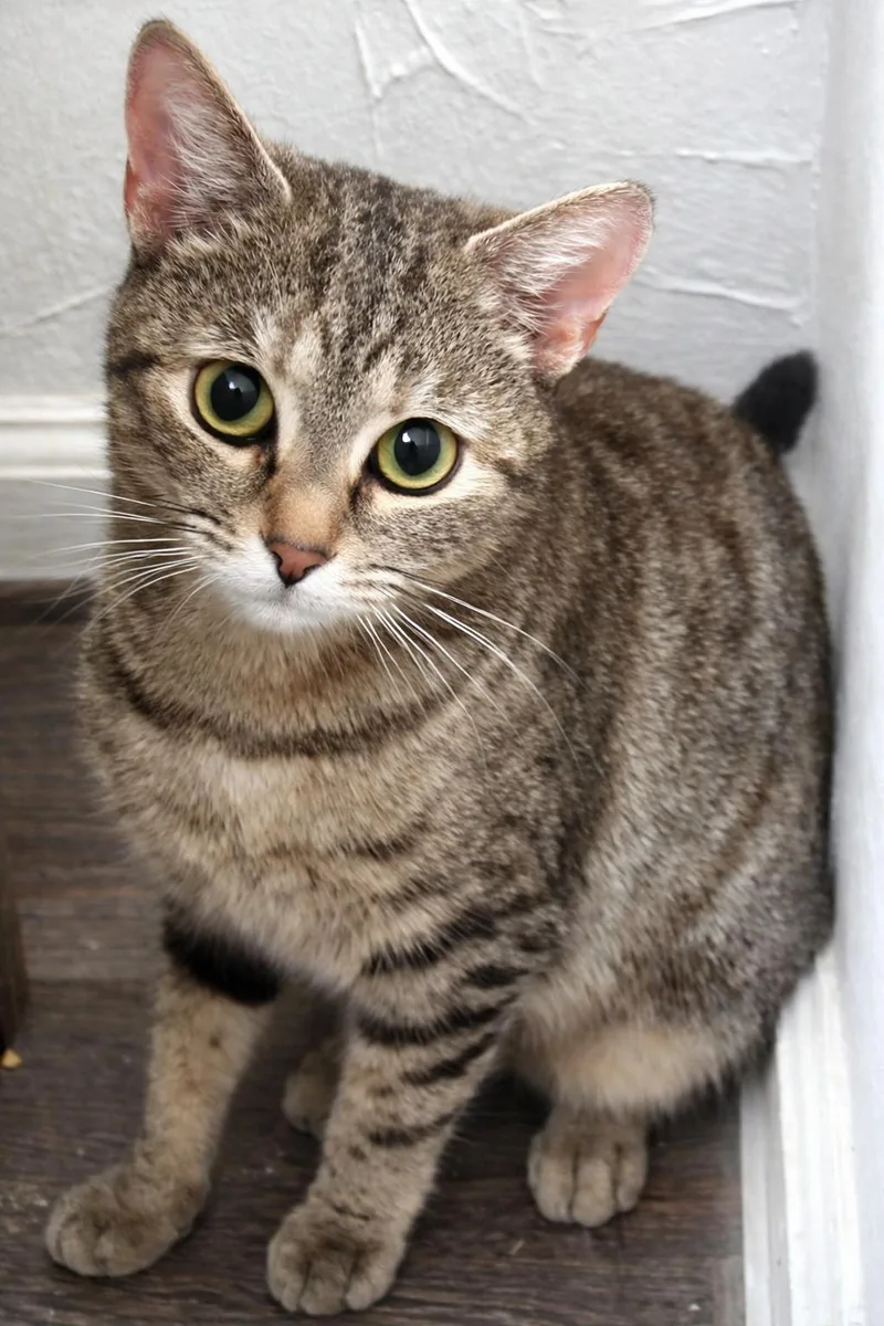 An adult medium-sized female Tabby (Buff / Tan / Fawn) Domestic Short Hair cat named Becca for adoption in Greensboro, NC