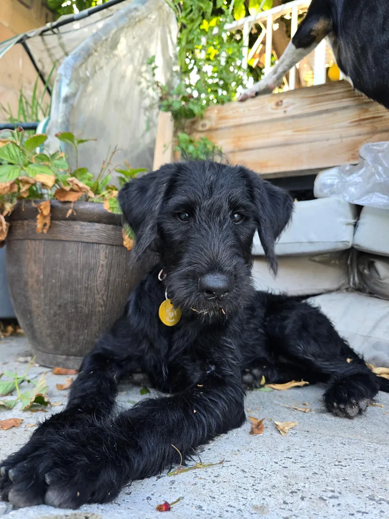A baby medium-sized female Poodle dog named Charm for adoption in Pasadena, CA