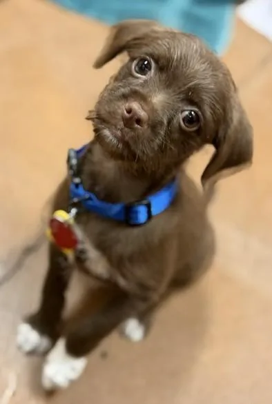 A baby small-sized male Brown / Chocolate Mixed Breed dog named Piccolo for adoption in Stanwood, WA