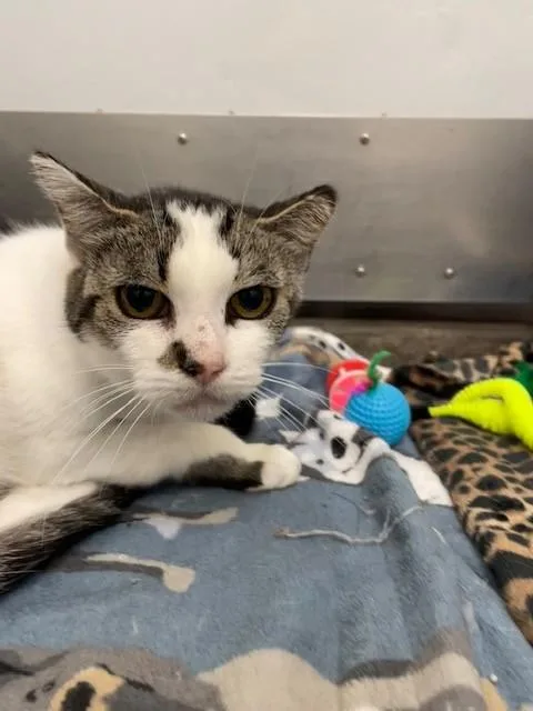 An adult medium-sized female Domestic Short Hair cat named Lady for adoption in Hayward, WI
