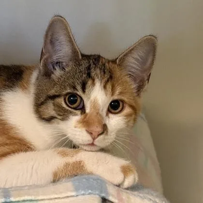 An adult medium-sized female Calico Domestic Short Hair cat named Reeses for adoption in Lansing, MI
