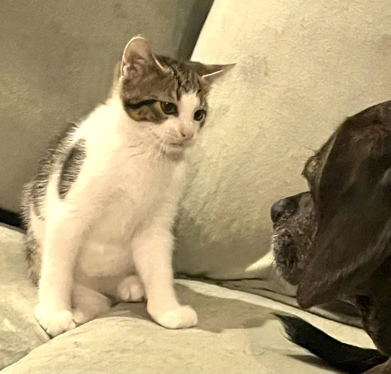 A baby medium-sized female Black & White / Tuxedo Domestic Short Hair cat named Matteo and Guilia for adoption in Shawnee, KS