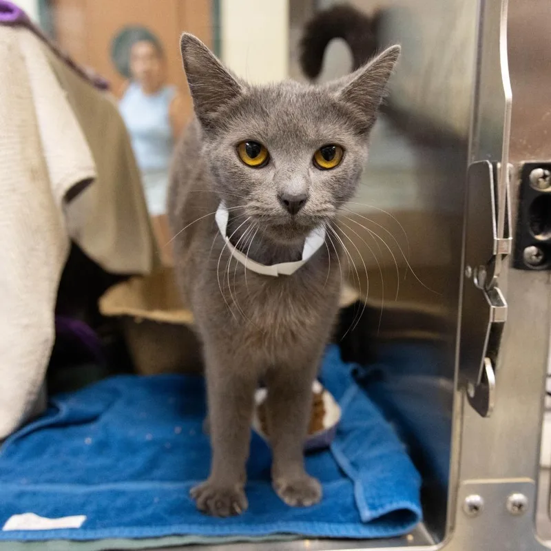 A baby medium-sized female Gray / Blue / Silver Domestic Short Hair cat named Byte for adoption in Pasadena, CA