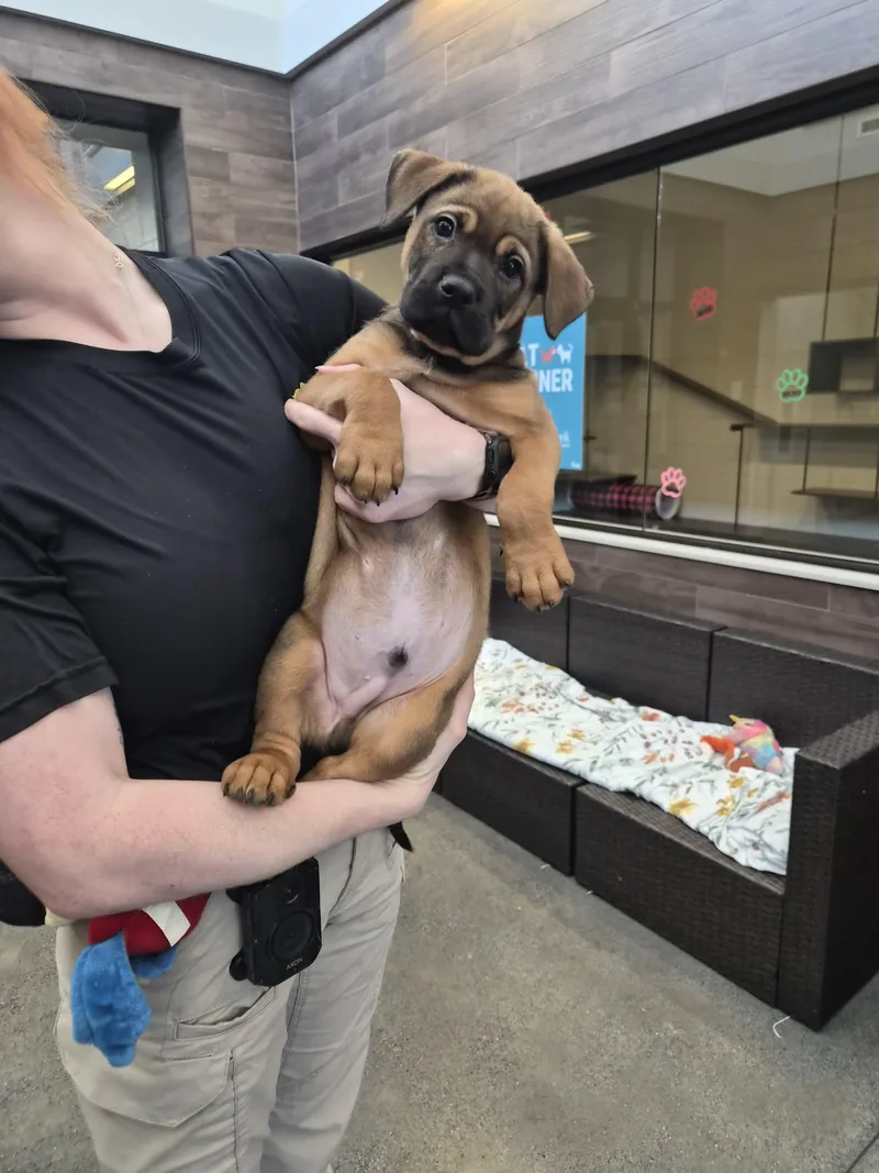 A baby medium-sized male Mixed Breed dog named Laramie for adoption in Rock Hill, NY