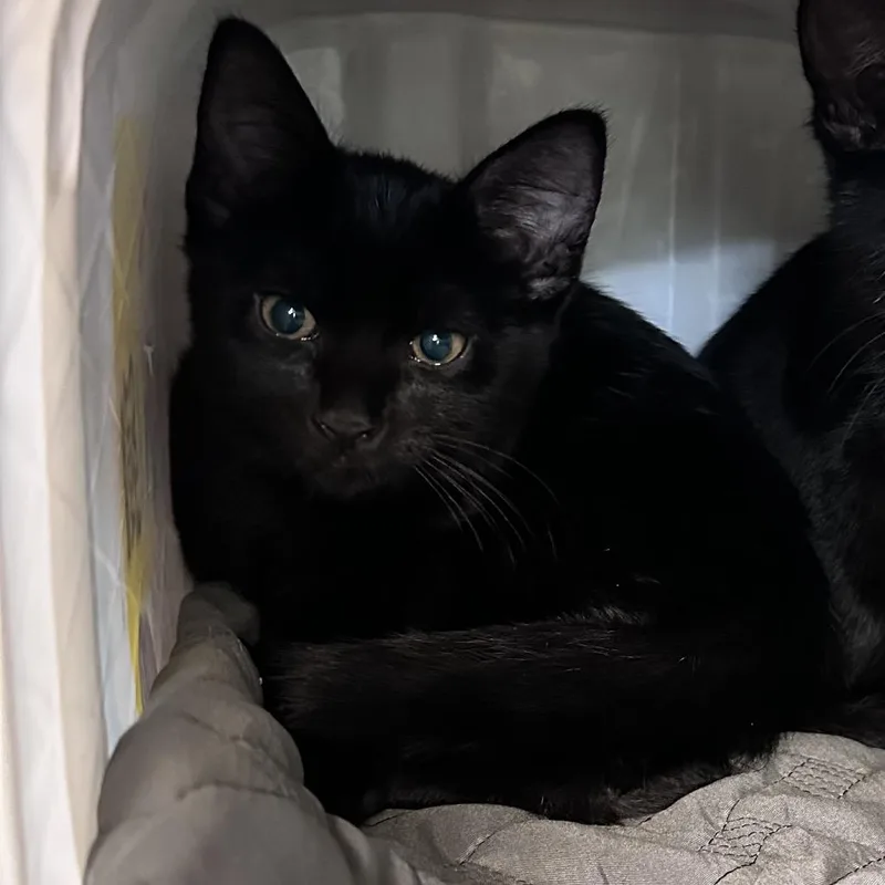 A baby small-sized male Black Domestic Short Hair cat named Spook for adoption in Manhattan, KS