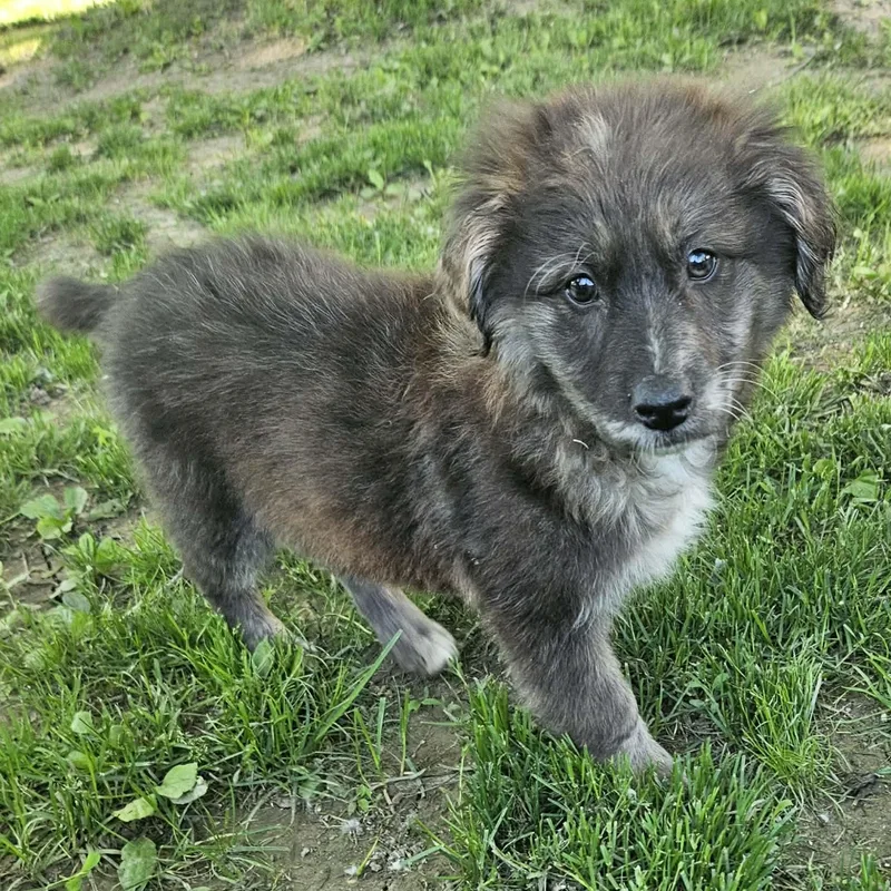 Pippa