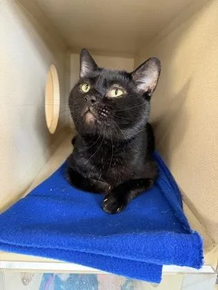 Blue Cheese thumbnail 2