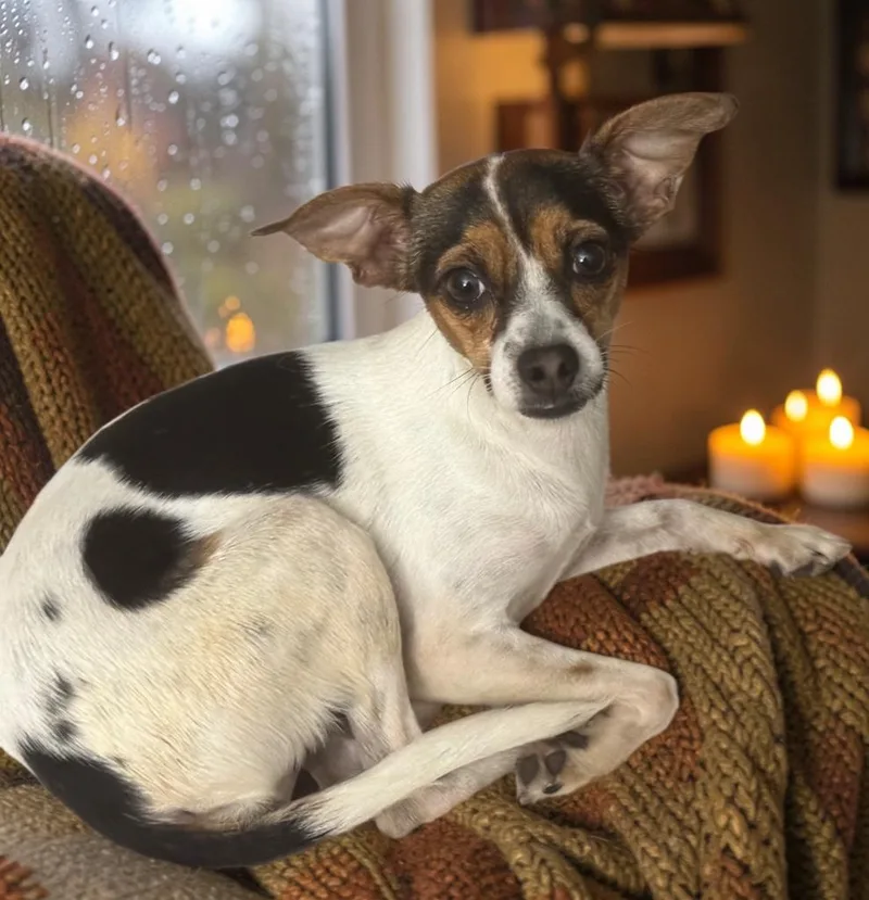 A young small-sized female Jack Russell Terrier dog named Frida for adoption in San Antonio, TX