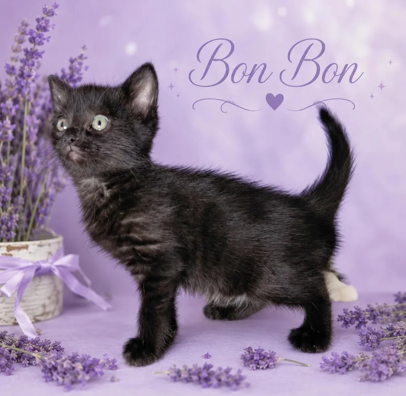 A young medium-sized female Domestic Short Hair cat named Bon Bon for adoption in Bethpage, NY