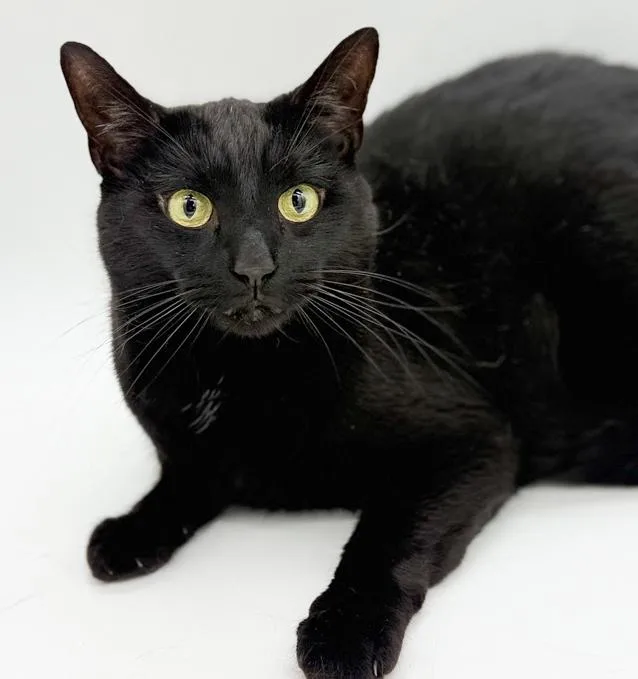 An adult medium-sized male Black Bombay cat named Bear Is The Ultimate for adoption in Bedford Hills, NY