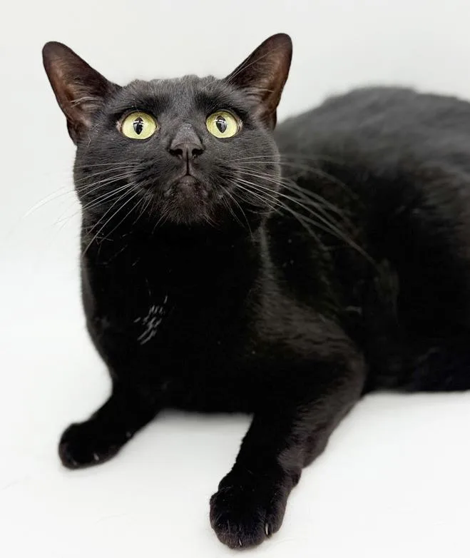 Bear Is The Ultimate thumbnail 4