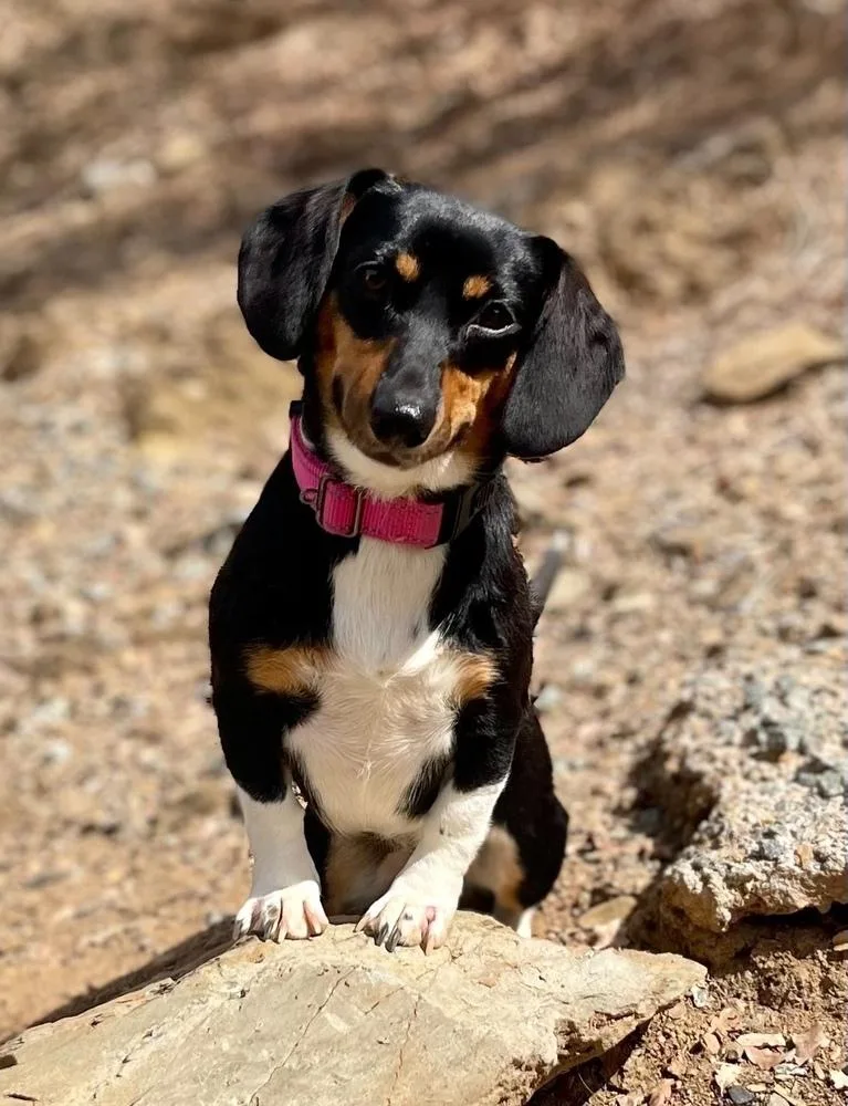 A young small-sized female Tricolor (Brown, Black, & White) Dachshund dog named Lucy for adoption in Jamestown, CA