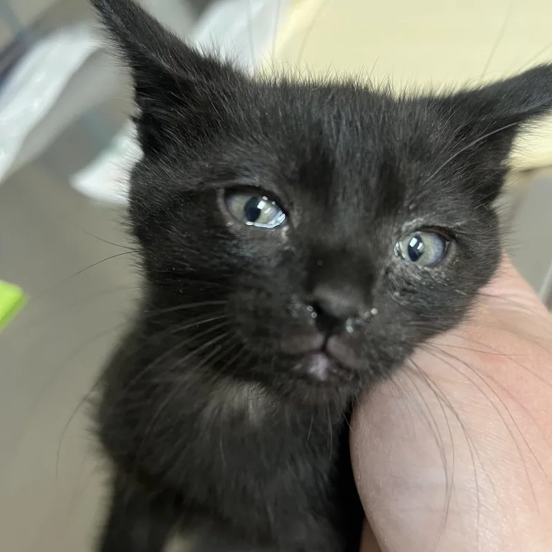 A baby small-sized male Black Domestic Short Hair cat named Zucker for adoption in Pekin, IL