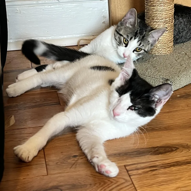 A young medium-sized female Black & White / Tuxedo Domestic Short Hair cat named Olive & Okra for adoption in Philadelphia, PA