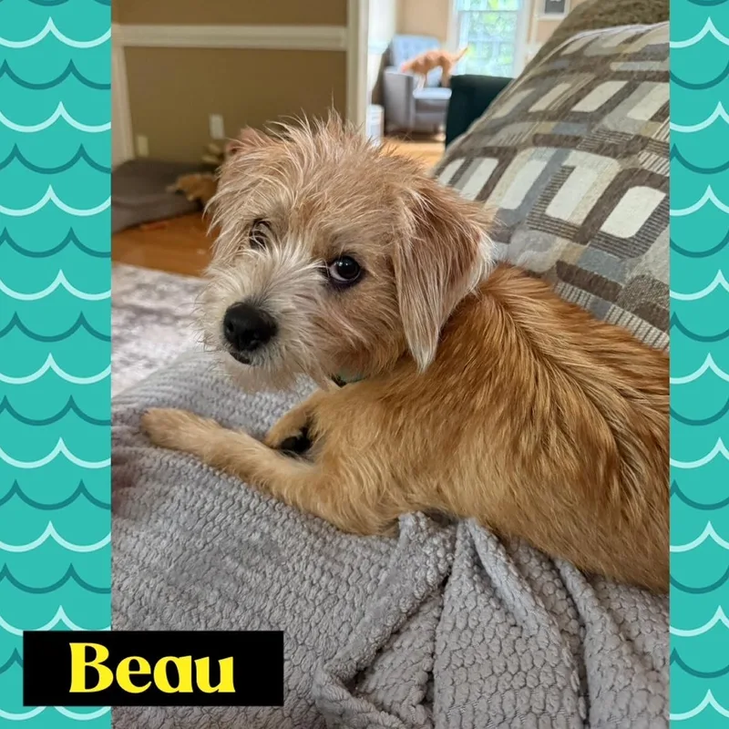Beau & Rhett thumbnail 2