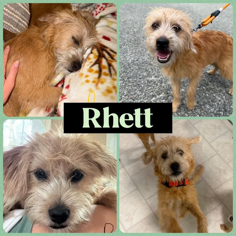 Beau & Rhett thumbnail 4