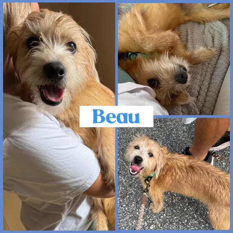 Beau & Rhett thumbnail 5