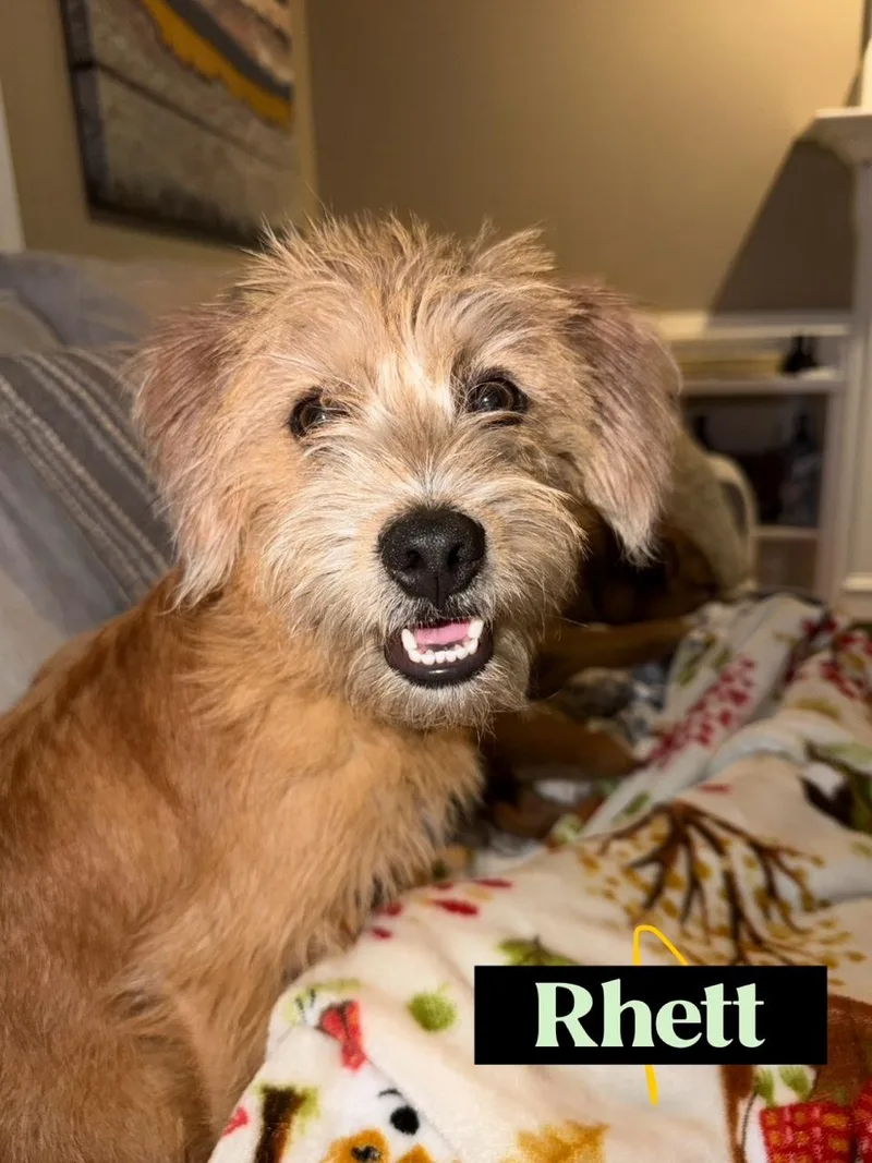 Beau & Rhett thumbnail 6