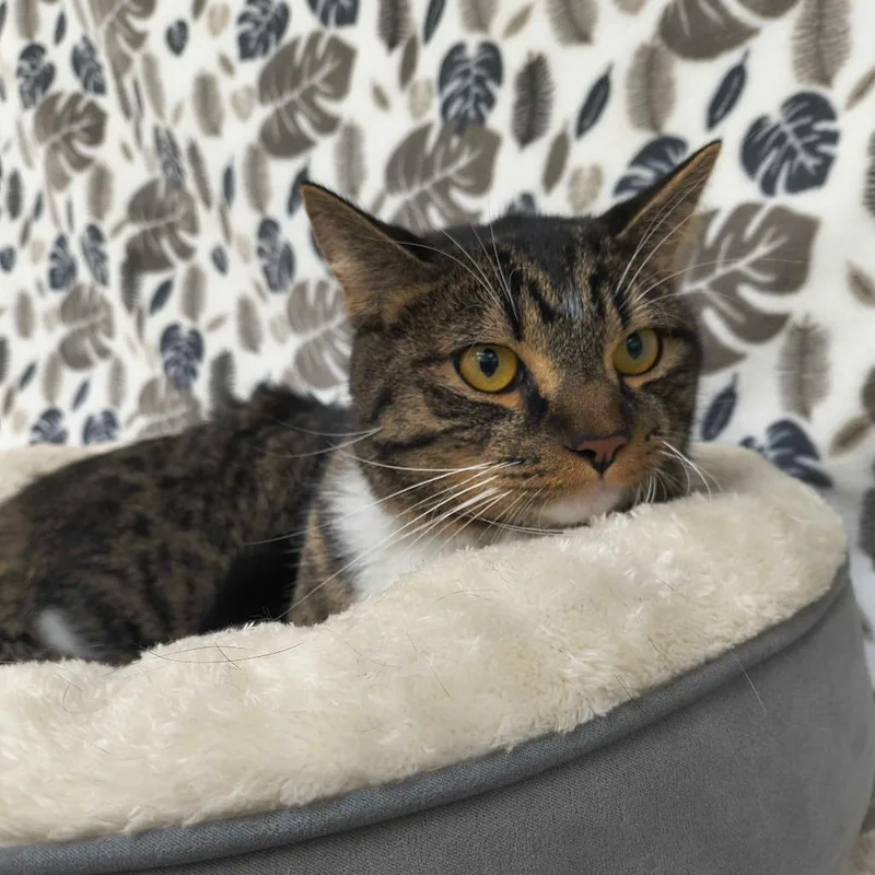 A young medium-sized male Brown / Chocolate Domestic Short Hair cat named Bob for adoption in Deerfield, IL