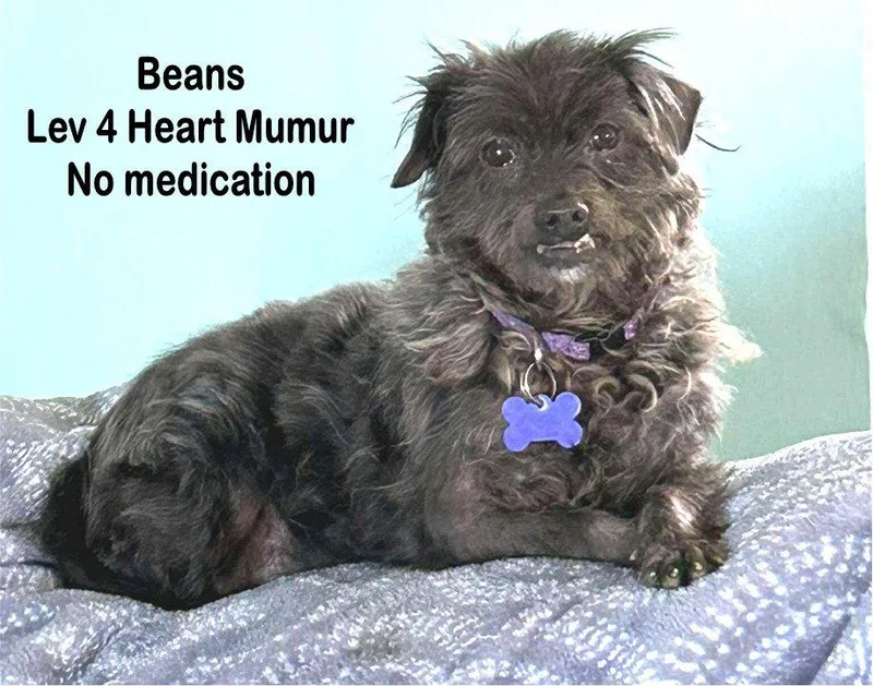Beans  Special Needs thumbnail 3