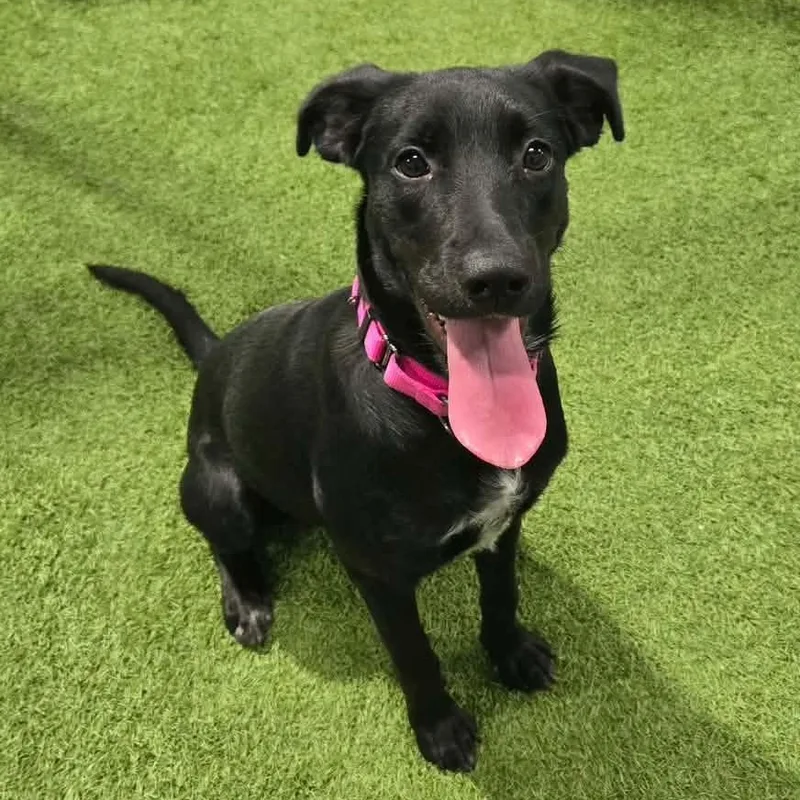 A young medium-sized female Labrador Retriever dog named Miss Chestnut for adoption in Racine, WI
