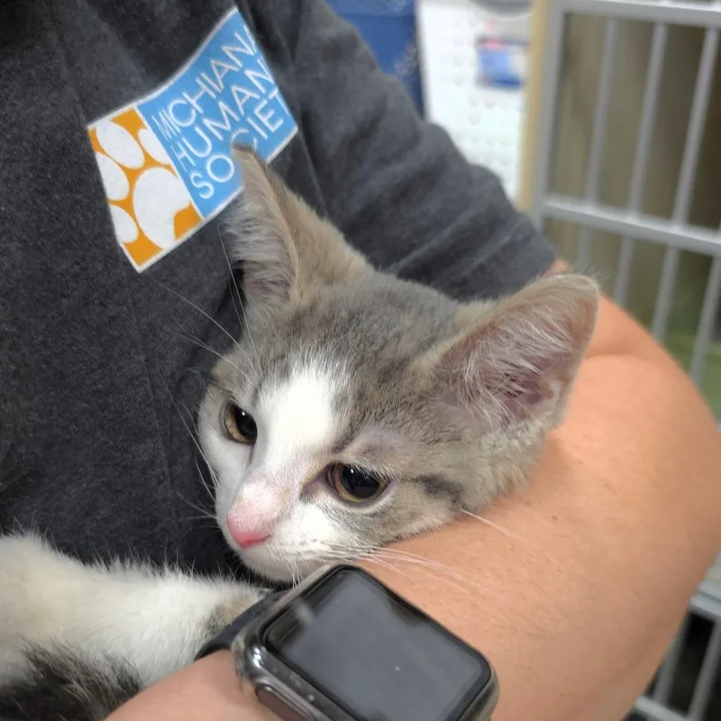 A baby small-sized male Gray / Blue / Silver Domestic Short Hair cat named Baker for adoption in Michigan City, IN