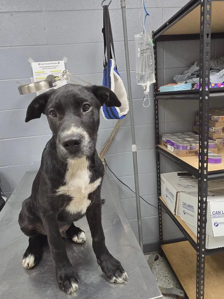 A baby medium-sized male Labrador Retriever dog named Oliver for adoption in Livingston, LA
