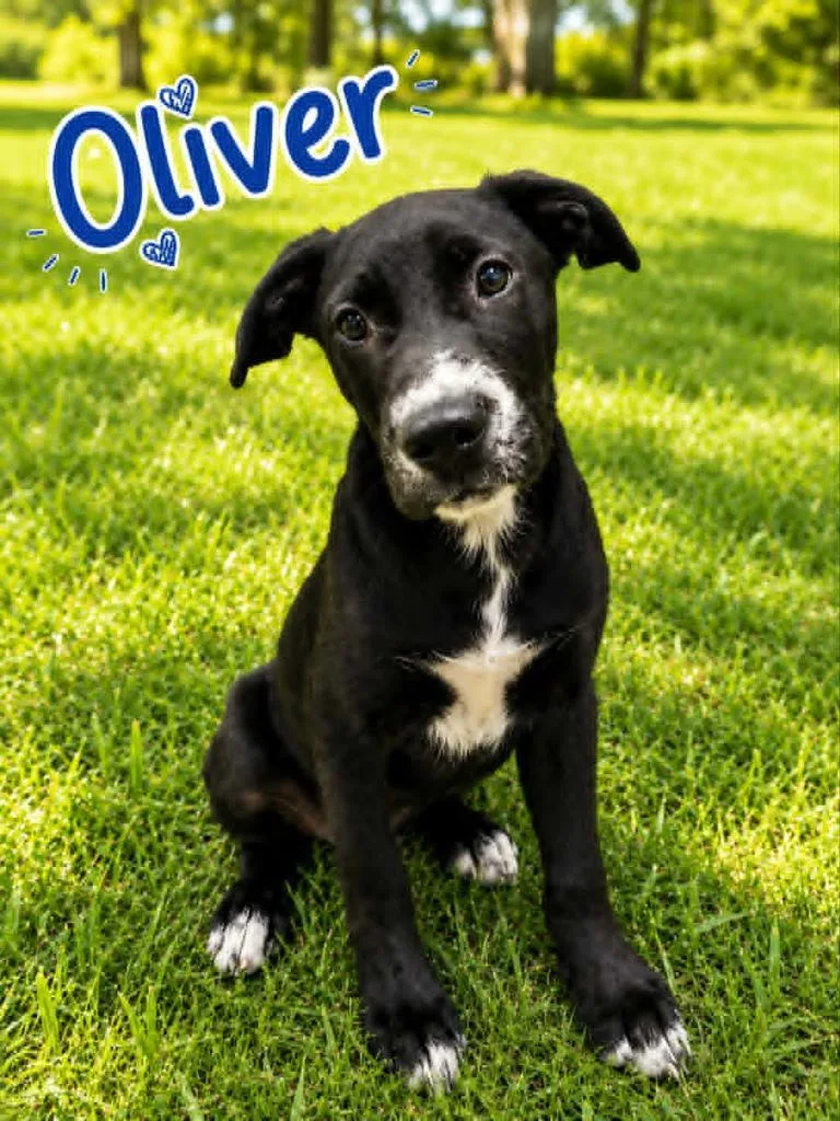 Oliver thumbnail 2