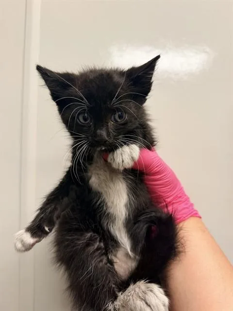 A baby small-sized male Domestic Medium Hair cat named Raleigh for adoption in Ontario, CA