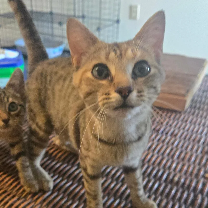 A young medium-sized female Brown / Chocolate Domestic Short Hair cat named Abby for adoption in Southington, OH