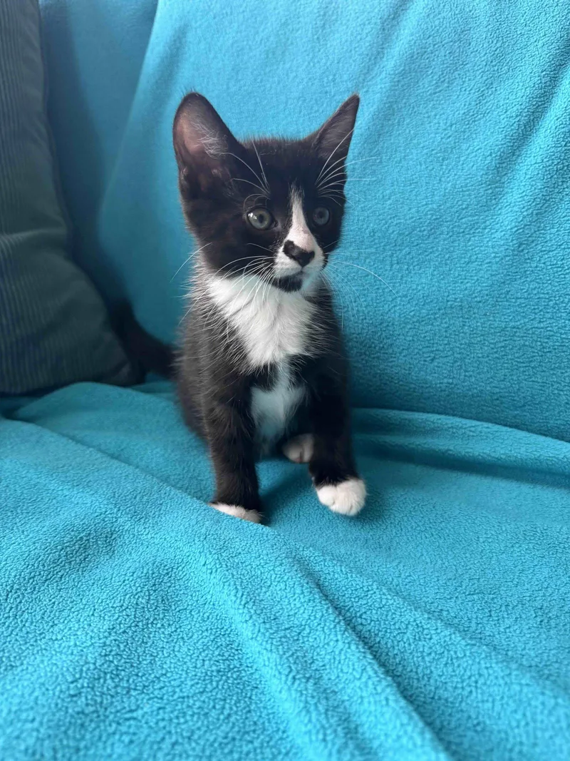 A baby medium-sized female Black & White / Tuxedo Tuxedo cat named Sammie for adoption in Buford, GA