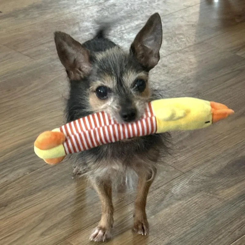 An adult small-sized male Yorkshire Terrier dog named Ozzy for adoption in Copiague, NY